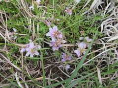 Astragalus distortus