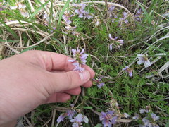 Astragalus distortus