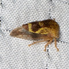 Ophiderma evelyna