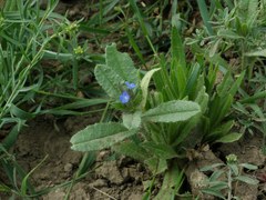 Anchusa arvensis orientalis