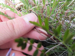 Astragalus distortus