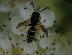 Odynerus melanocephalus