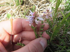 Astragalus distortus