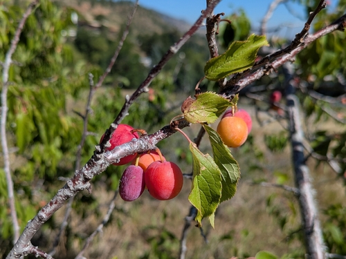 Prunus americana