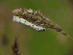 Myelois circumvoluta