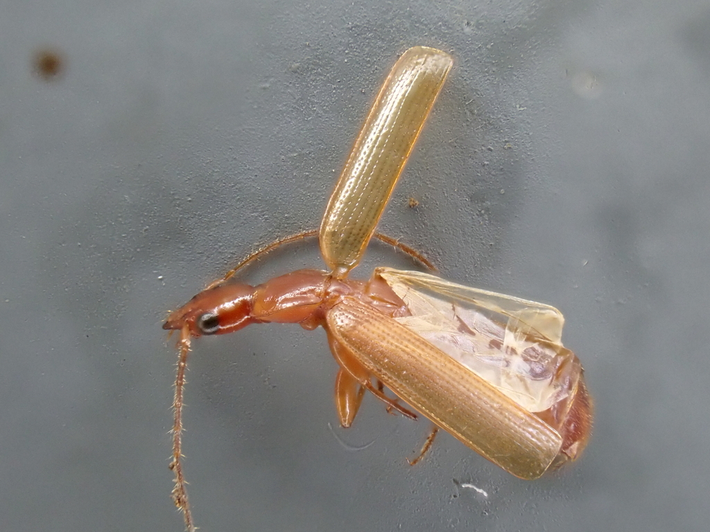 Afrodromius