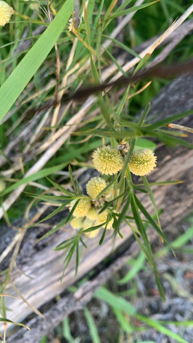 Acanthocarpus preissii (Acanthocarpus preissii)