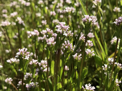 Plectritis congesta brachystemon