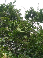 Pithecellobium lanceolatum