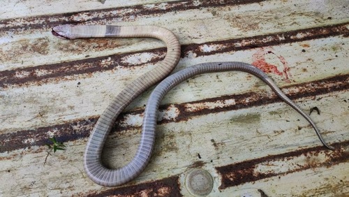 Monocellate Cobra