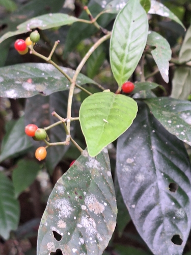 Psychotria carthagenensis, photograph 4