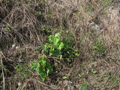Heuchera richardsonii