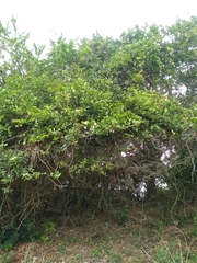 Pithecellobium lanceolatum