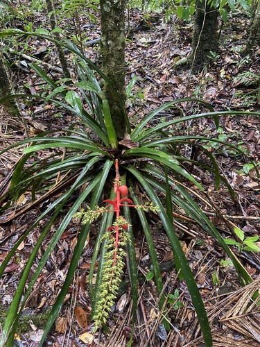 Aechmea araneosa