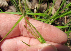 Carex oligocarpa