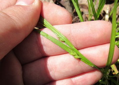 Carex oligocarpa