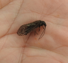 Sialidae