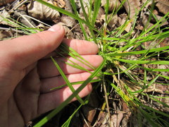 Carex oligocarpa