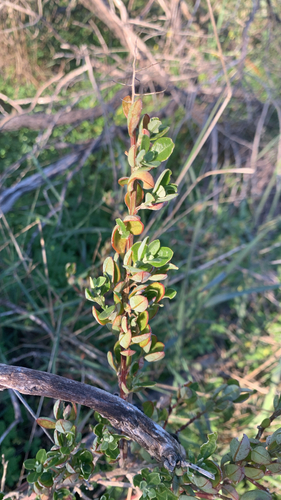 Chenopodium baccatum, photograph 4
