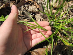 Carex oligocarpa