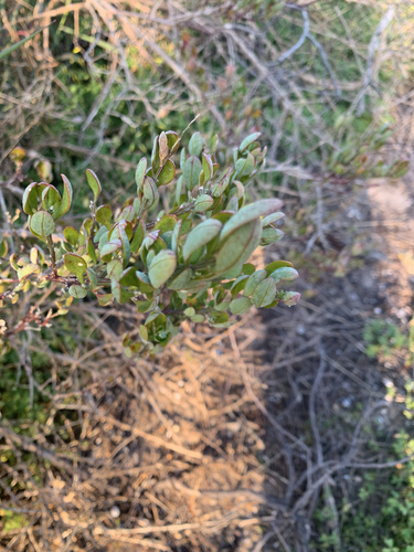 Chenopodium baccatum, photograph 5