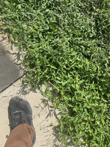 low smartweed