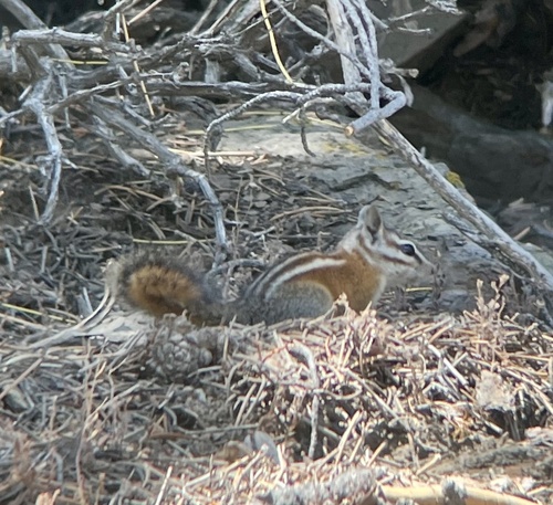 Panamint Chipmunk observed by mdaw