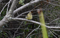 Empidonax occidentalis
