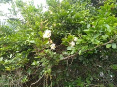 Pithecellobium lanceolatum