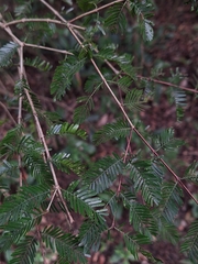 Porlieria microphylla