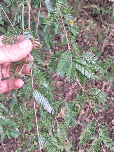 Porlieria microphylla, photograph 3