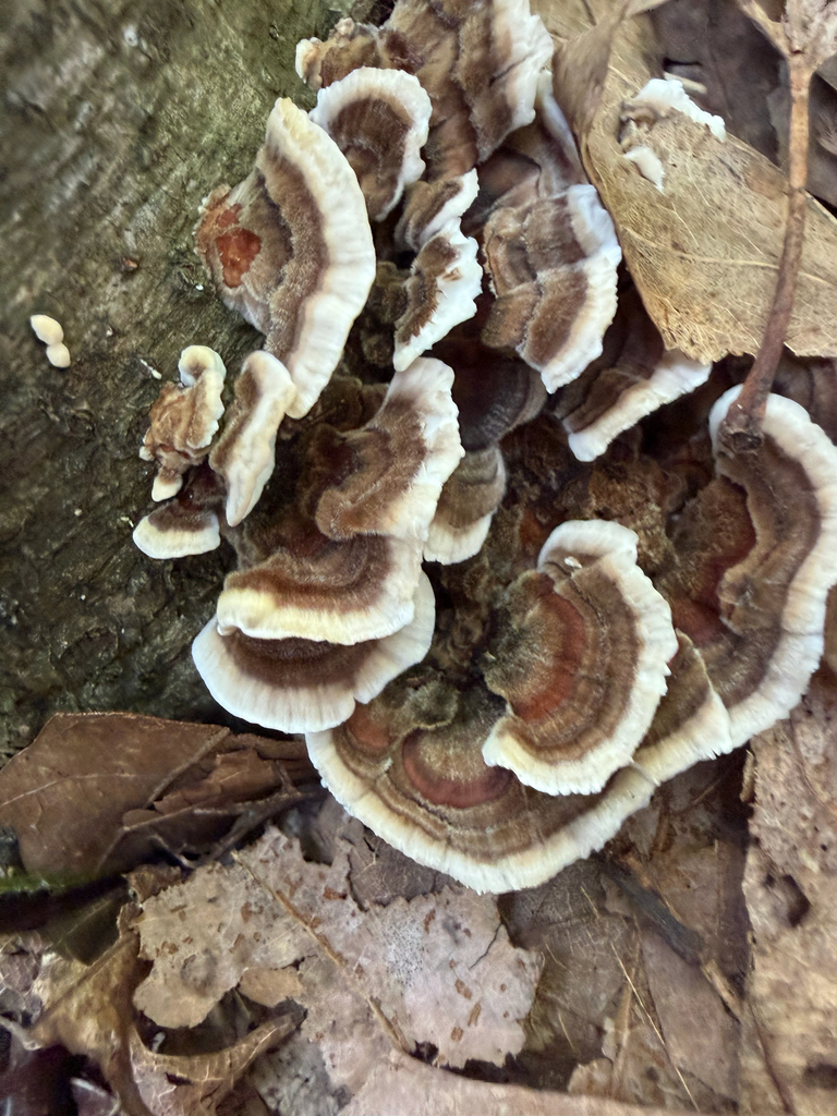 turkey-tail · August 2026 · photo: Photo: (c) Sawyer Baran, some rights reserved (CC BY) · iNaturalist