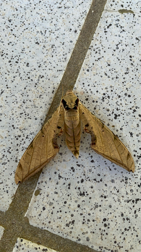 Streaked Sphinx