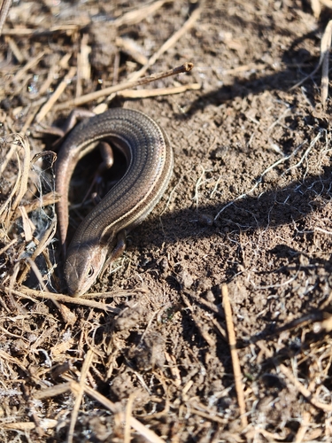 Tussock Skink
