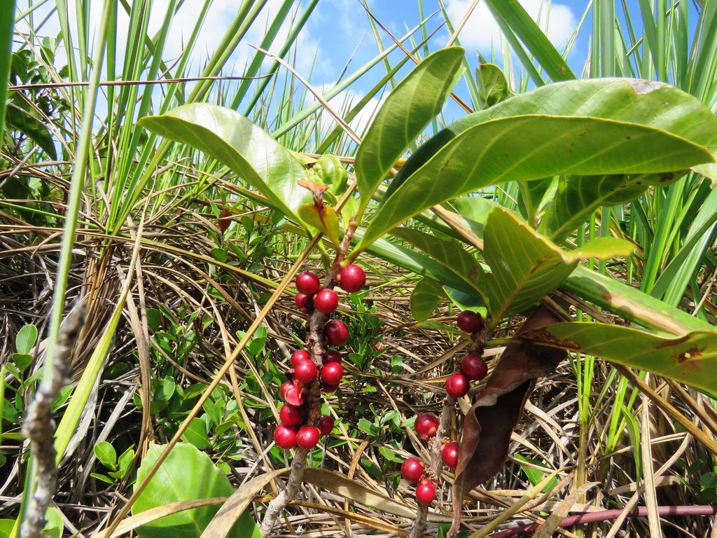 Doliocarpus validus