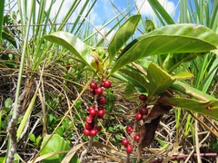 Doliocarpus validus