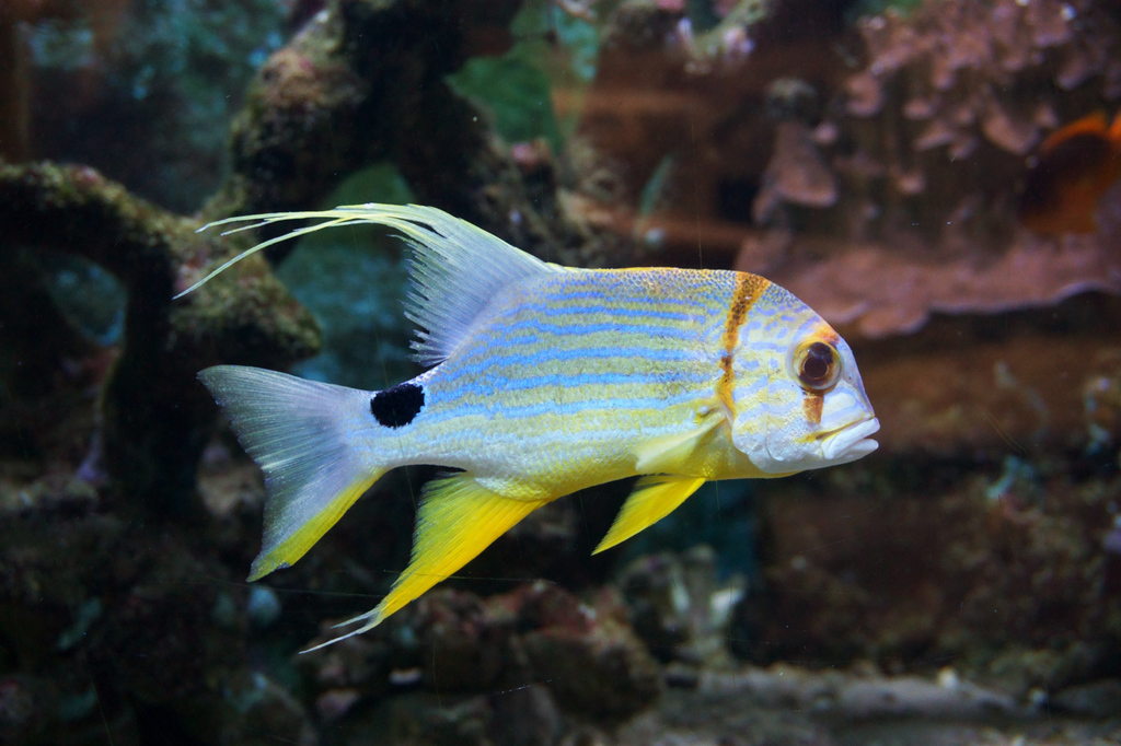 Sailfin Snapper - Georgia Aquarium