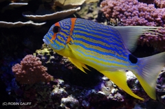 Sailfin Snapper photo 5