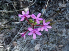 Epidendrum denticulatum