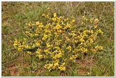 Genista albida