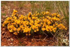 Genista albida