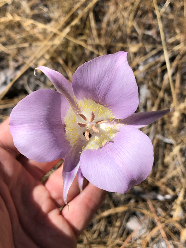 Calochortus macrocarpus, photograph 4