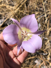 Calochortus macrocarpus, photograph (c) Kyle Elshoff, some rights reserved (CC BY)