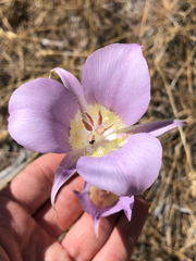 Calochortus macrocarpus, photograph (c) Kyle Elshoff, some rights reserved (CC BY)