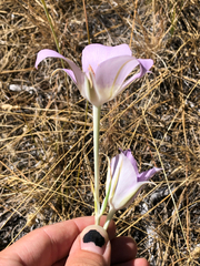 Calochortus macrocarpus, photograph (c) Kyle Elshoff, some rights reserved (CC BY)