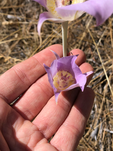 Calochortus macrocarpus, photograph 5