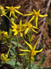 Senecio eremophilus, photograph author not stated, no rights reserved