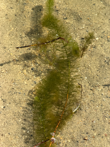 Myriophyllum heterophyllum, photograph 4