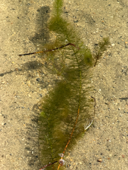 Myriophyllum heterophyllum, photograph (c) Sawyer Baran, some rights reserved (CC BY)