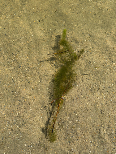 Myriophyllum heterophyllum, photograph 3
